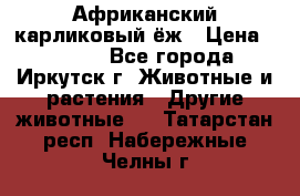 Африканский карликовый ёж › Цена ­ 6 000 - Все города, Иркутск г. Животные и растения » Другие животные   . Татарстан респ.,Набережные Челны г.